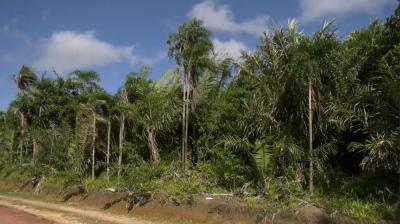 Mapbiomas calcula quantidade de fragmentos de vegetação nativa no Brasil