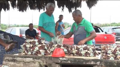 Período de defesa do Caranguejo-Uçá começa no Maranhão