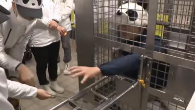 Funcionários de zoológico no Japão fingem ser pandas e são alimentados pelos visitantes
