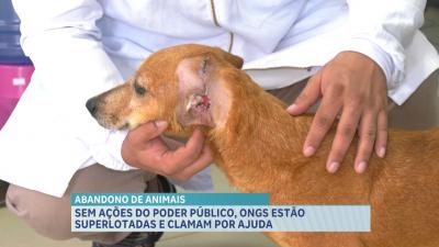 Sem ações do poder público, ONGS estão superlotadas e clamam por ajuda