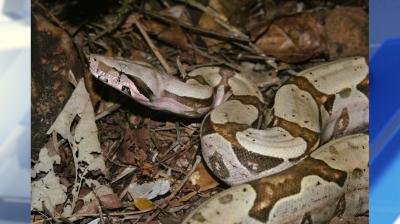 Chuvas intensas aumentam o resgate de cobras e animais silvestres no Maranhão