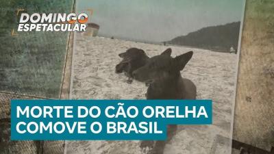 Orelha: Veja os desdobramentos sobre o caso do cachorro que foi morto por um grupo de adolescentes