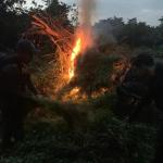 Plantação de maconha é incinerada no MA
