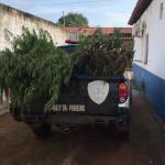 Polícia apreende plantação de maconha