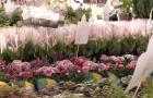 Festival Flores de Holambra reúne mais de 150 espécies de plantas na Deodoro