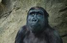 Busca por possível linguagem animal não encontra nada