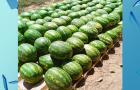 Agro Record: Festival da Melancia movimenta agricultura familiar em Cidelândia