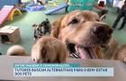 Tutores buscam alternativas para o bem-estar dos pets durante viagens de fim de ano