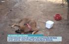 Comunidade acolhe cadela de rua após animal ser vítima de violência sexual 