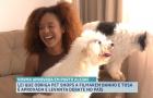 Lei que obriga pet shops a filmarem banho e tosa entra em vigor no Sul e gera debate entre tutores no Maranhão
