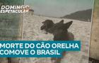 Orelha: Veja os desdobramentos sobre o caso do cachorro que foi morto por um grupo de adolescentes