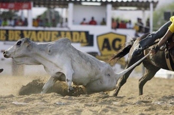 Vaquejada