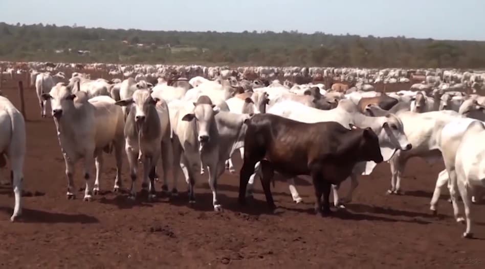 Maranhão atinge cobertura vacinal contra febre aftosa