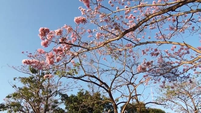 Beleza de ipês encanta e colore cenário de São Luís
