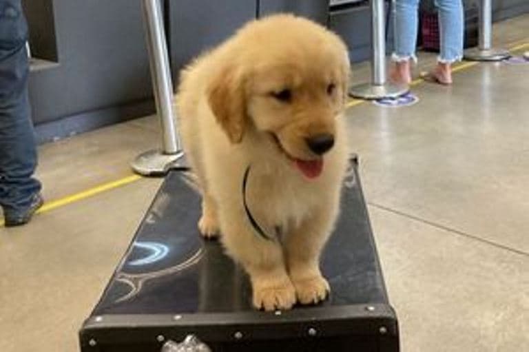 Cachorro morre após voo entre SP e RJ e dona culpa companhia aérea