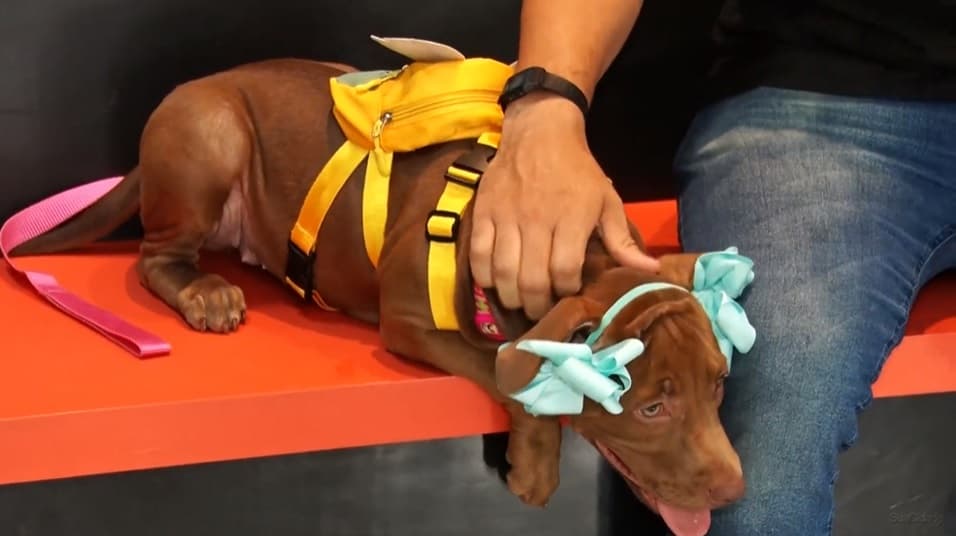 Especialista dá dicas como lidar com um cachorro vomitando