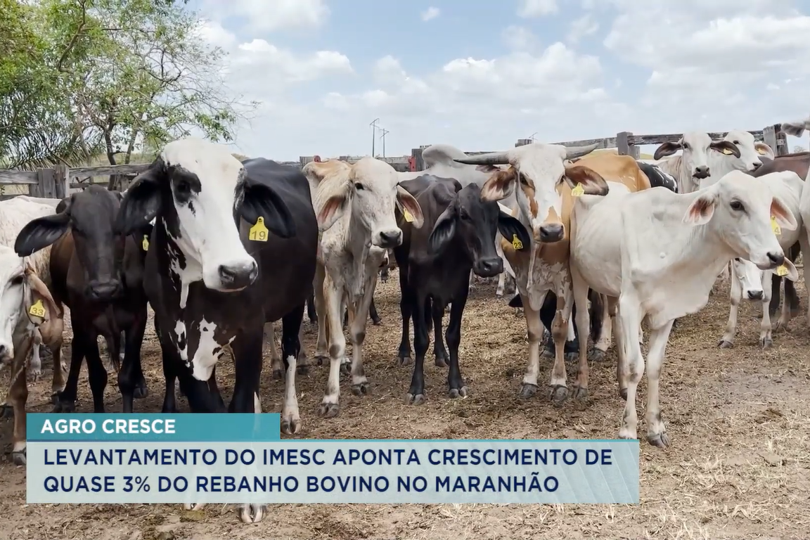 Pesquisa aponta MA com o 2º maior rebanho bovino do Nordeste