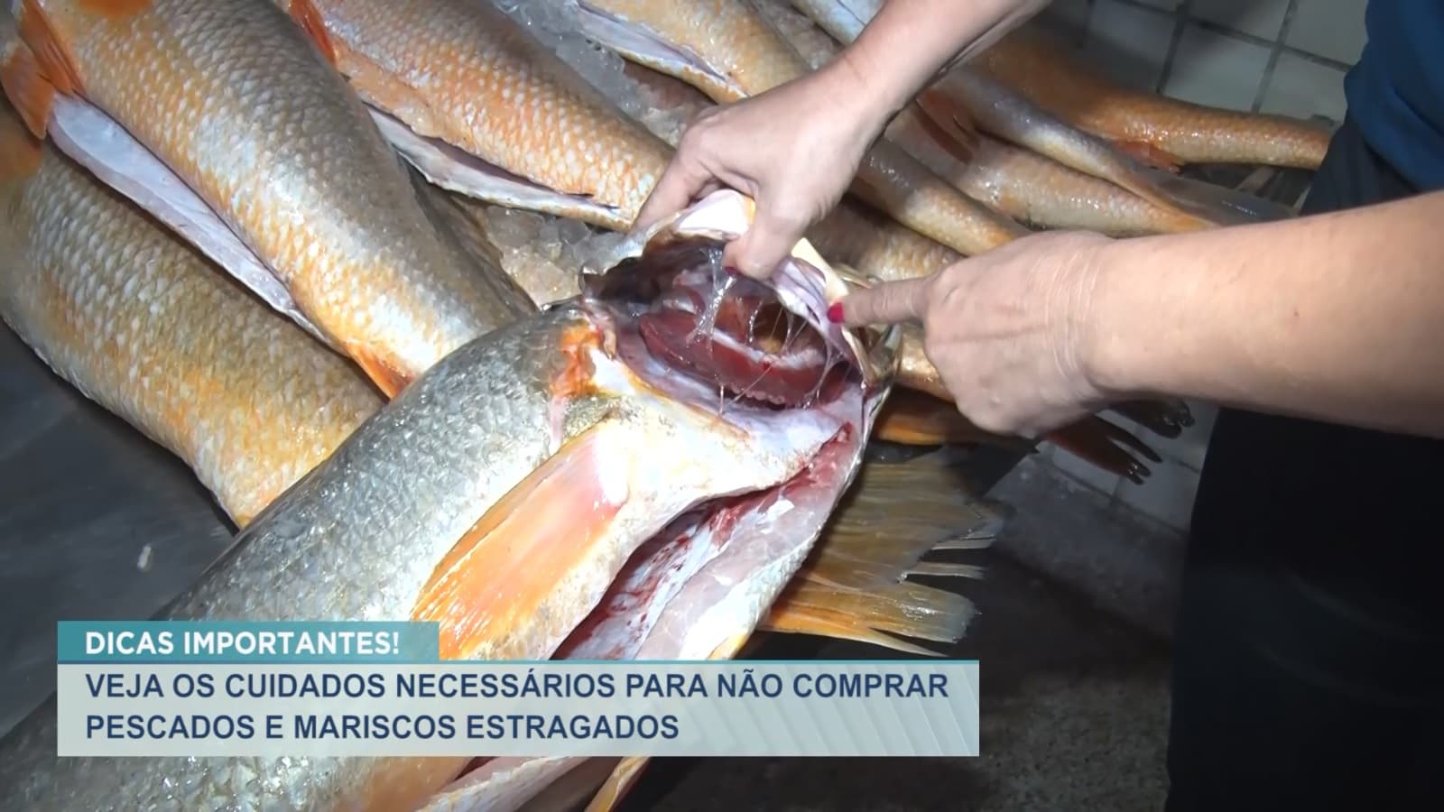Semana Santa: confira dicas e cuidados para não comprar pescados estragados