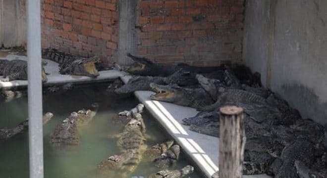 Idoso cai em criadouro e é devorado vivo por 40 crocodilos no Camboja