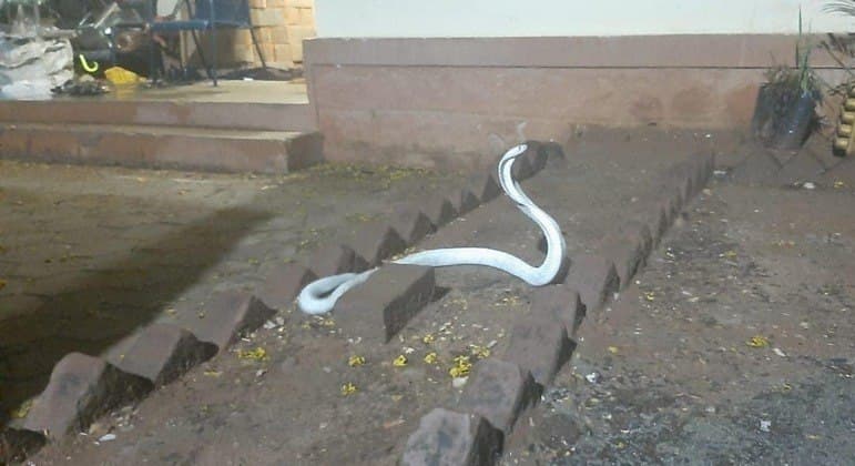 Cobra albina, rara e perigosa é encontrada dentro de casa na Índia 