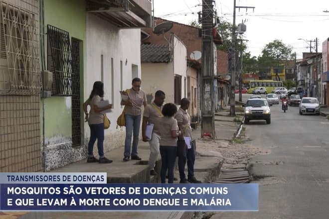 Mosquitos são vetores de doenças comuns que levam à morte