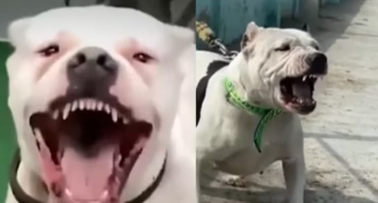 ‘Culpa do tutor’, desabafa dona de cadela morta após ataque de fúria de pitbull