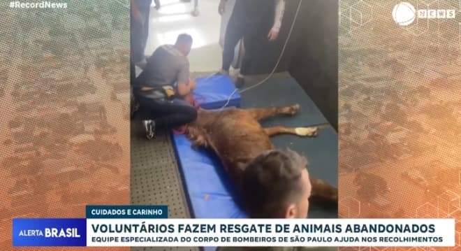 Instinto e inteligência: após resgate, veterinário explica por que Caramelo sobreviveu