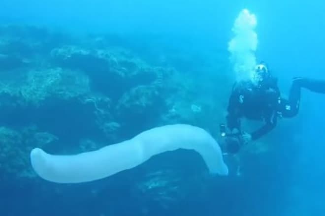 Pirossomas: entenda quem são as criaturas de até 18 m que ameaçam o ecossistema marinho