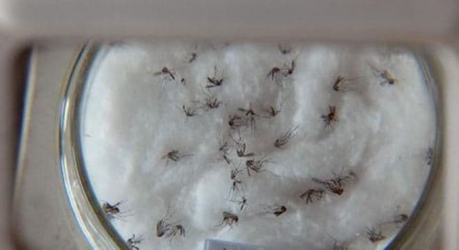 Estado do Rio de Janeiro decreta epidemia de dengue