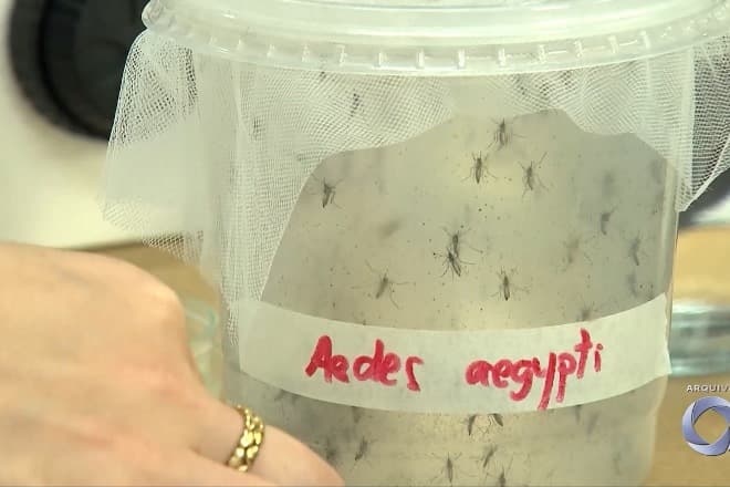 Dengue: MA apresenta redução nos registros da doença nos primeiros meses de 2025