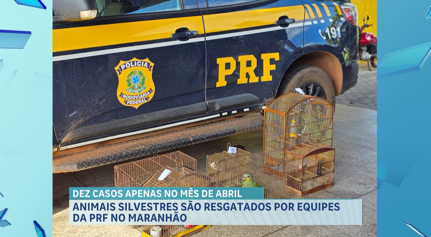 PRF resgata aves silvestres mantidas em cativeiro no oeste maranhense