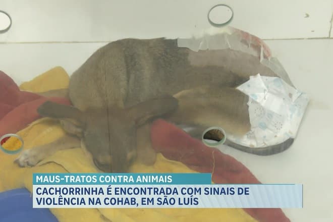 Cadela é encontrada com sinais de violência na Cohab, em São Luís