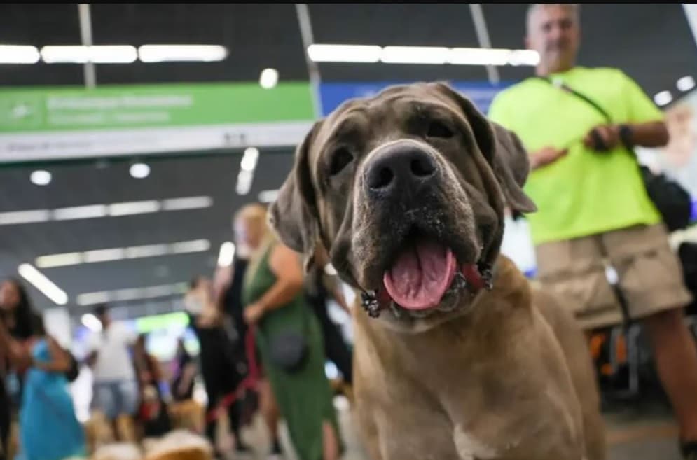 Projeto de lei que estipula pena de 2 a 6 anos a quem matar cão ou gato vai para o Senado