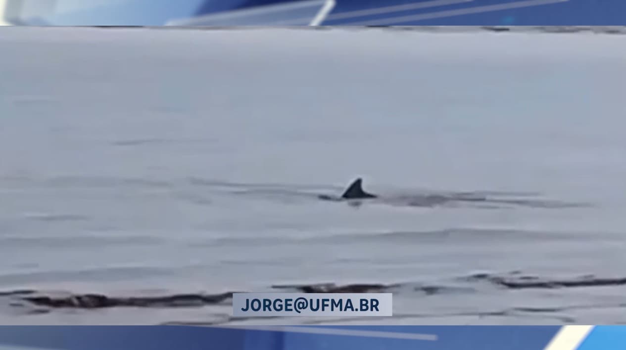 Animal marinho é registrado em vídeo e chama atenção da população; biólogo explica