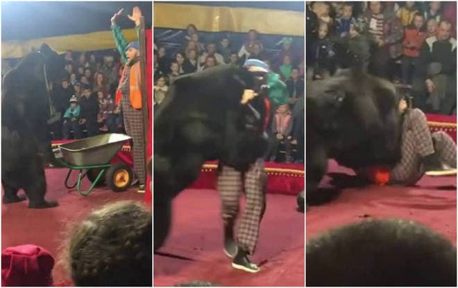 Truque dá errado e domador é brutalmente atacado por urso
