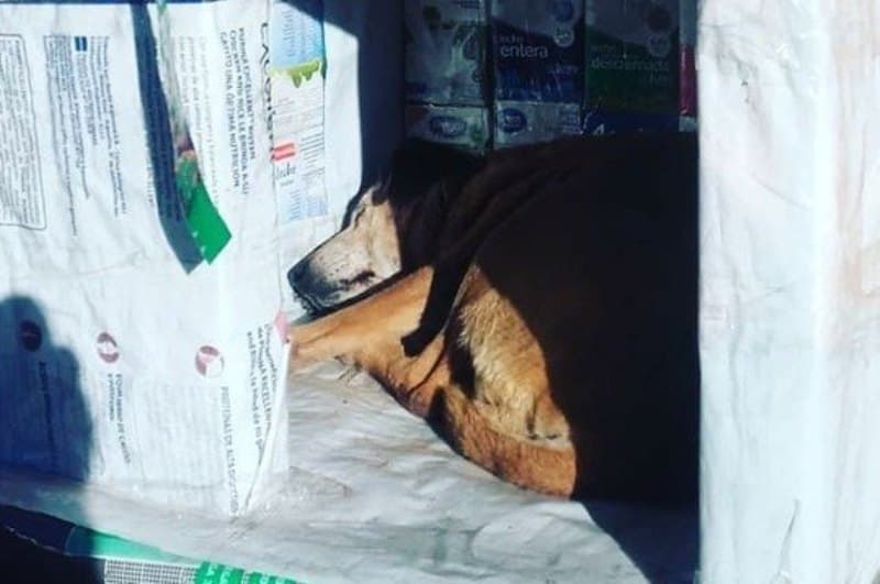 Estudantes juntam caixas de leite para construir casinhas para cães