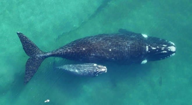Como biólogos fazem para pesar uma baleia adulta dentro do mar?