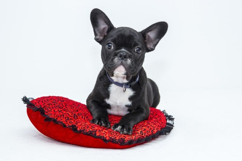 Projeto proíbe a distribuição de animais como brinde