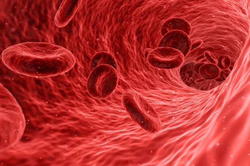 sangue