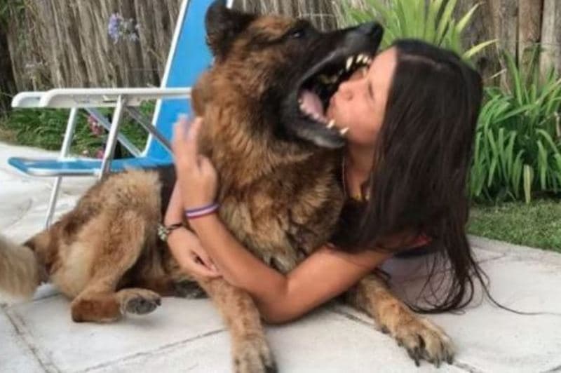 cachorro morde rosto de mulher