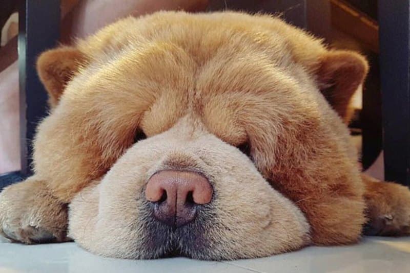 cachorro deitado