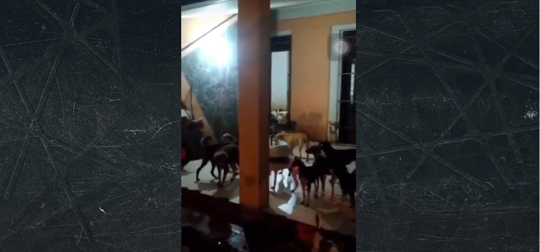OAB investiga caso de maus-tratos contra animais em São Luís