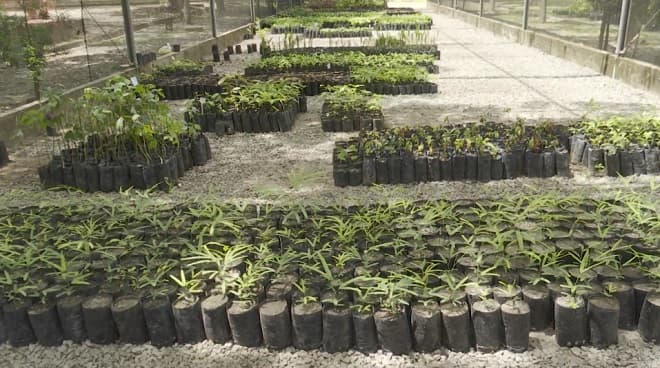 Parque Botânico da Vale incentiva preservação ambiental em São Luís