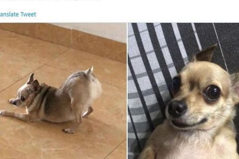 tinder pets
