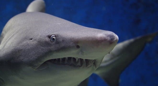 Covid-19: produzir vacina pode levar meio milhão de tubarões à morte