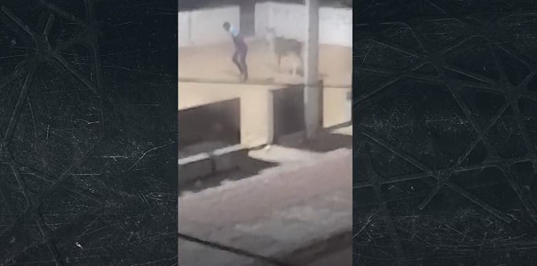 Homem é flagrado abusando sexualmente de jumenta em São Luís