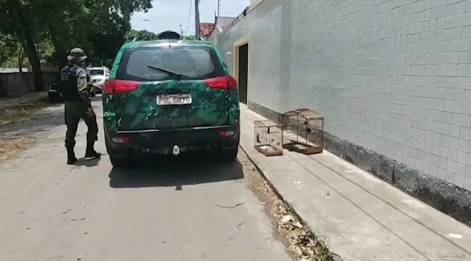 Polícia ambiental resgata pássaros raros em residência na capital