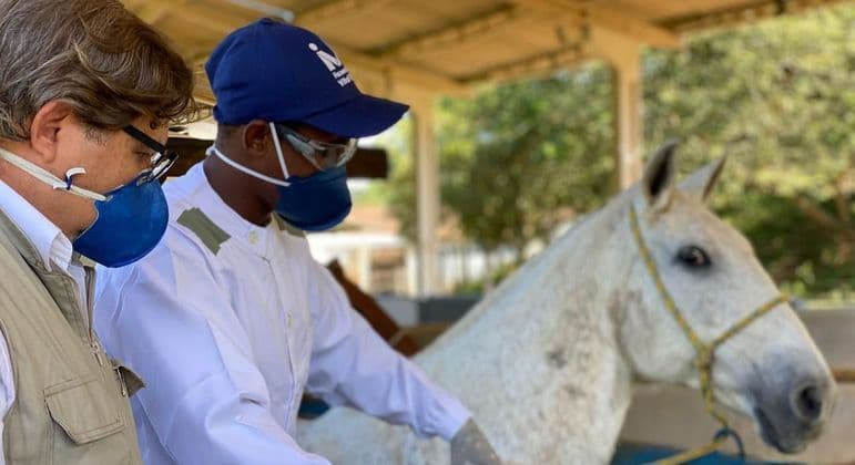 Soro de cavalo contra covid pode ser testado em breve em humanos
