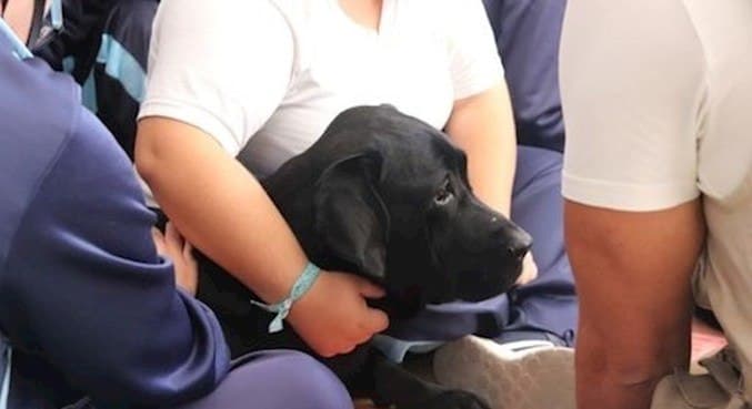 Cães podem detectar covid-19 com precisão de até 94%, indica estudo
