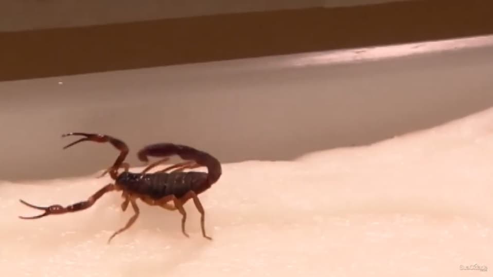 Aparecimento de escorpiões preocupam moradores de Bacabal